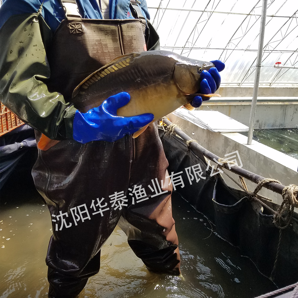 &#24320;&#20113;&#32593;&#39029;&#29256;