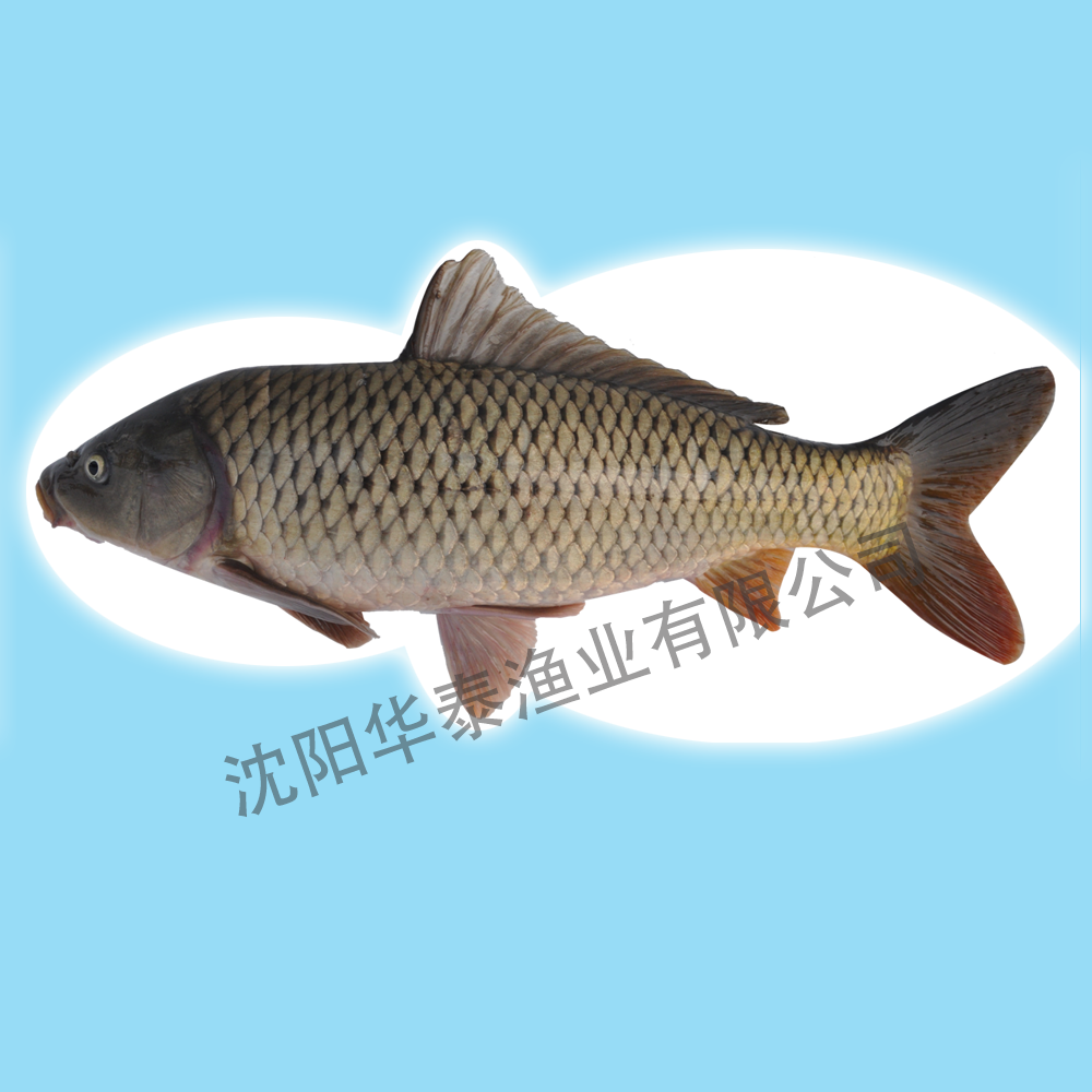&#24320;&#20113;&#32593;&#39029;&#29256;